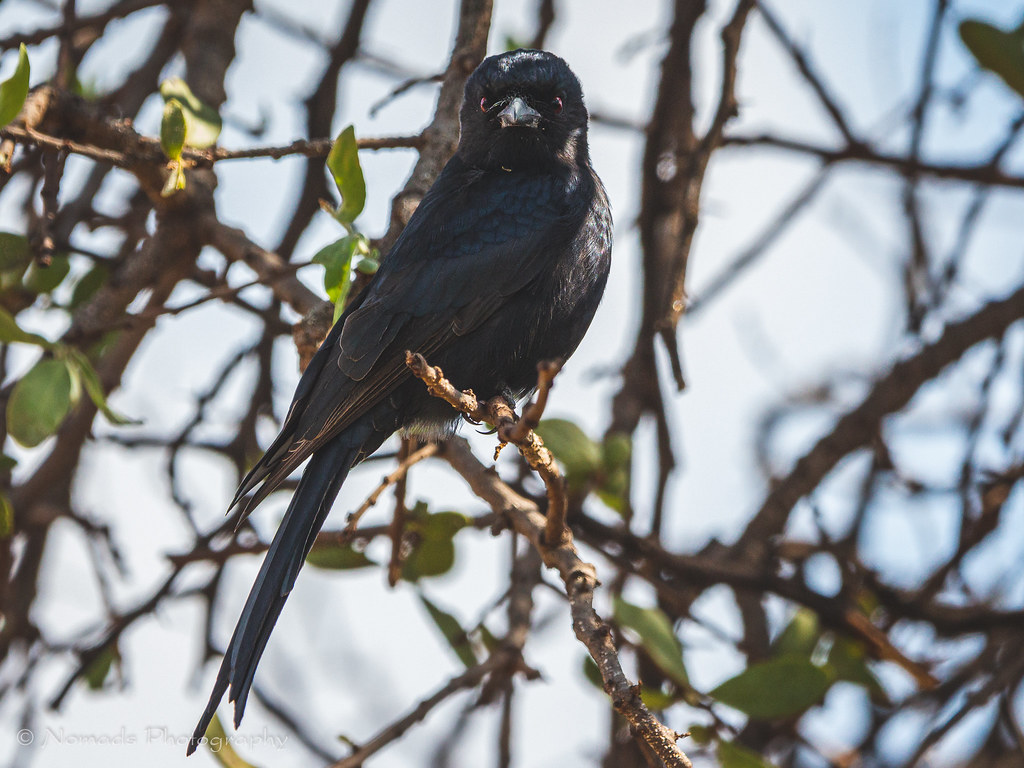 Forked-tail drongo
