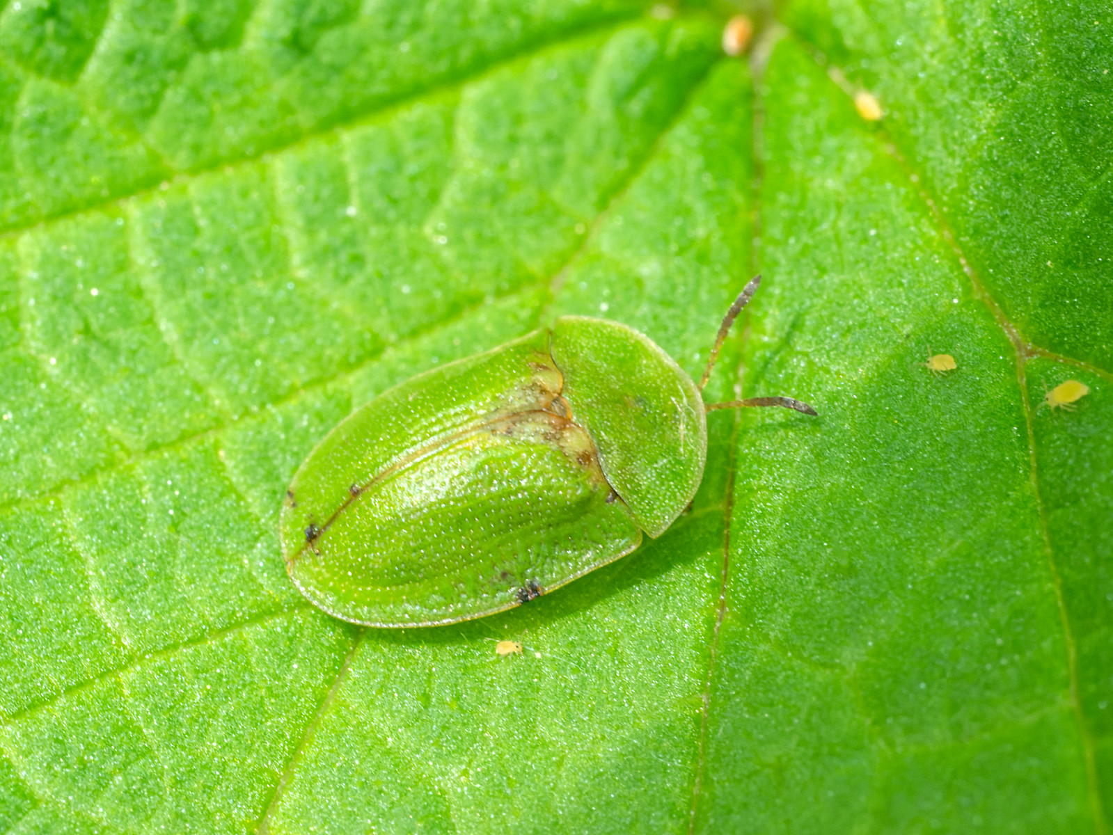 Cassida rubiginosa - ThistleTortoise Beetle