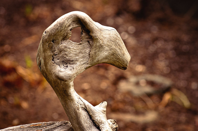 Wooden Dodo