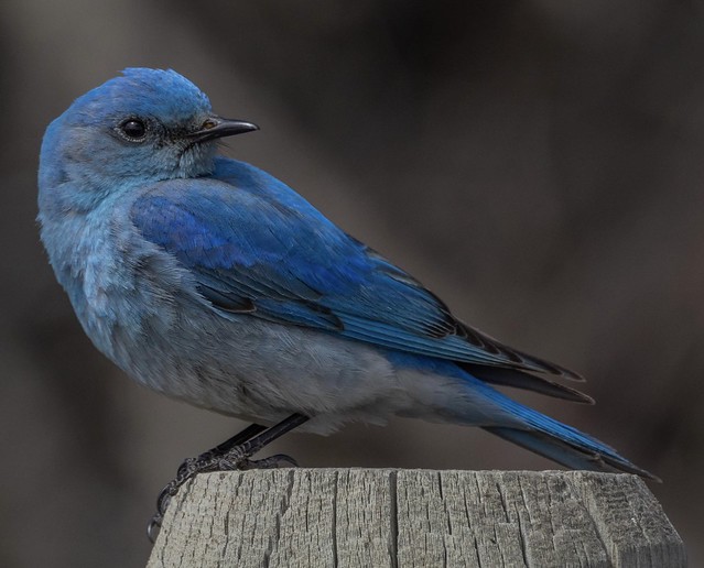 Blue is the only colour that maintains its character in all its tones (and the Mountain Bluebird masters this)