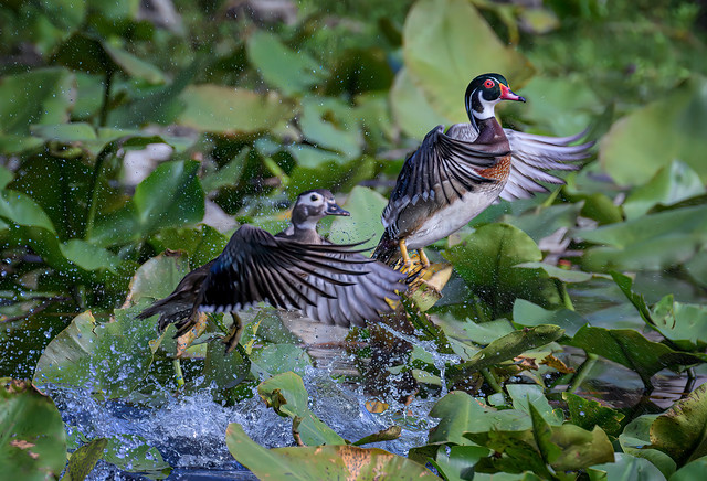 Wood duck couple take flight in the lily pads in the marsh at Powell Creek Preserve, North Fort Myers, Florida