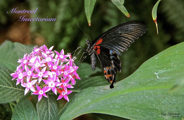 BEAUTIFUL BLACK & RED SWALLOWTAIL BUTTERFLY on a FLOWER at the INSECTARIUM of MONTREAL ( Quebec ) CANADA