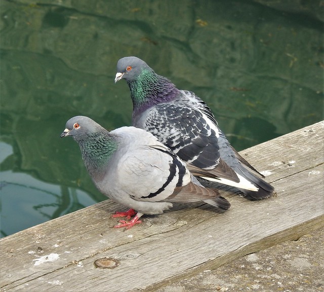 Pair of Rock Pigeons - Amble Harbour