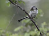 Long-tailed Tit working hard to feed the chicks.