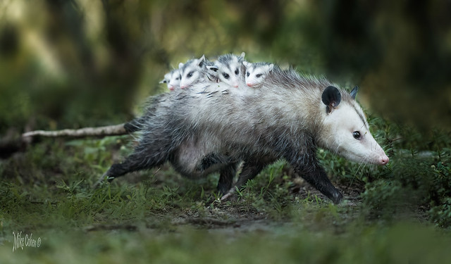 Opossum Family