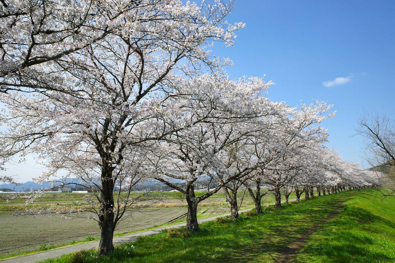 【奥武蔵】都幾川桜堤〜大平山〜仙元山 満開の桜と春の低山ハイキング