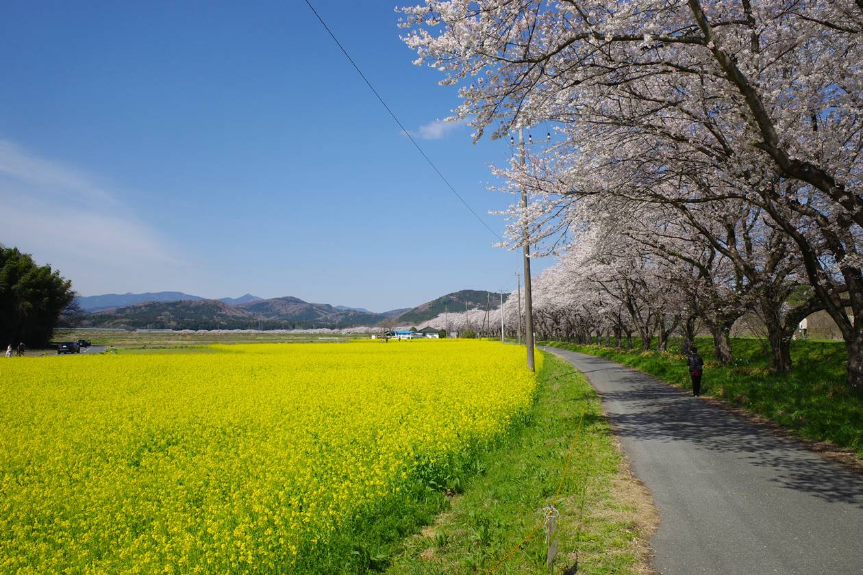 【お花見】都幾川桜堤・満開の桜と菜の花