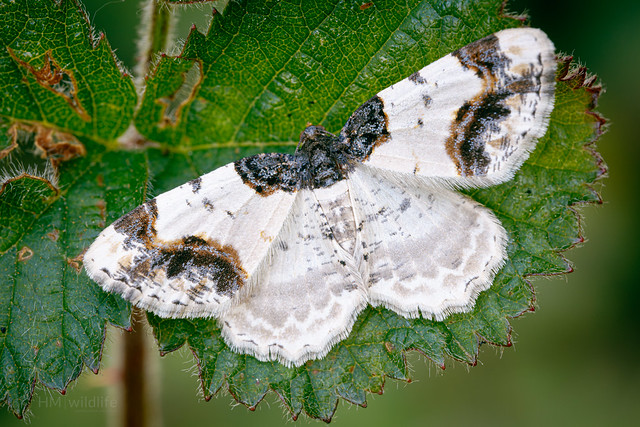 Scorched Carpet Moth - Ligdia adustata