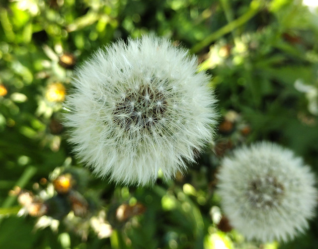 Dandelion Seedhead