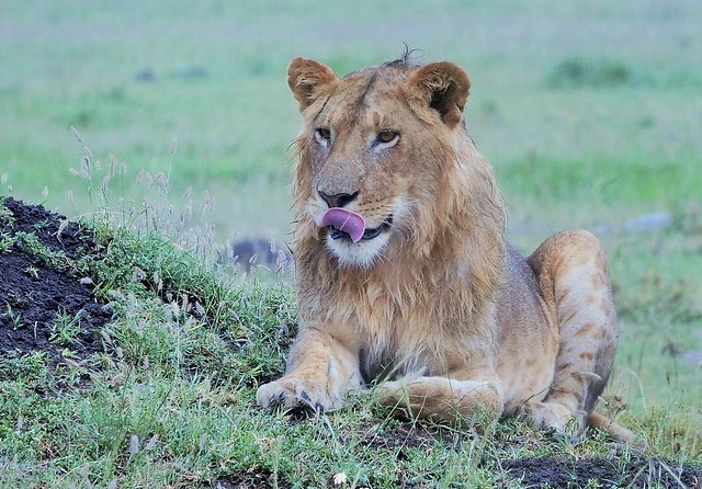Young Male Lion (Panthera leo)