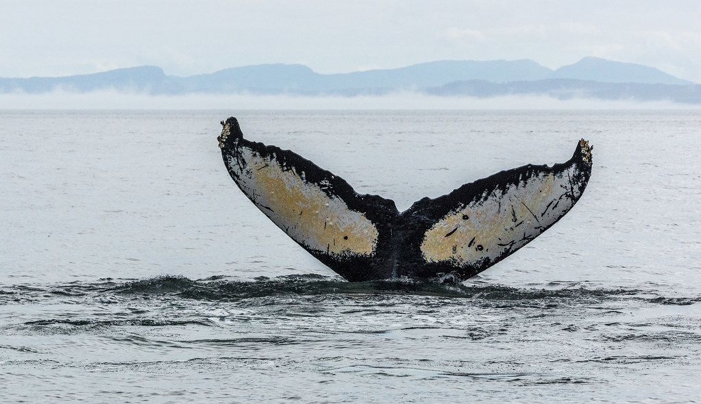 Fluke of Humpback Whale with White and Brown Colour Surround by Black – Alaska 76