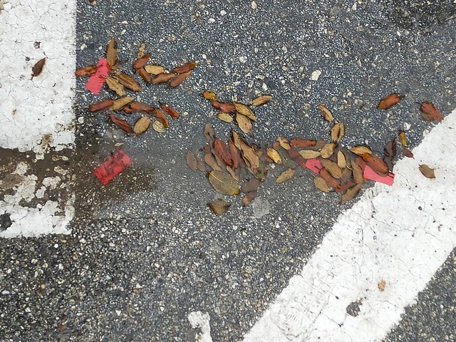 foglie morte