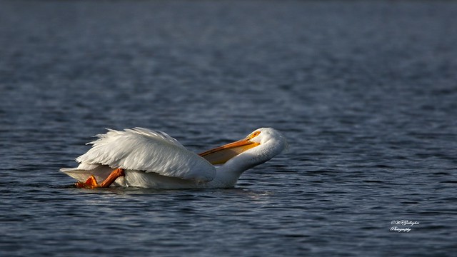 White Pelican Preening