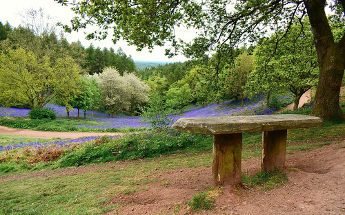robindemel clenthills bluebells spring may6th2022 brench
