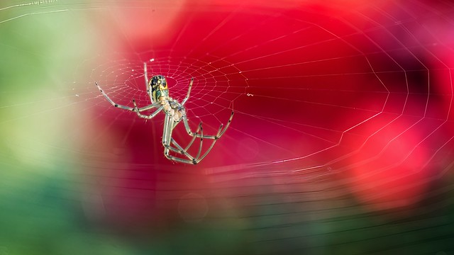 Orchard Spider weaving among the roses