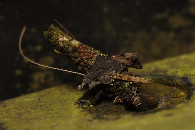 Bagworm moth larvae, Hong Kong