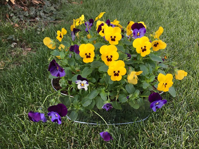 Our pansies May 2022 2392