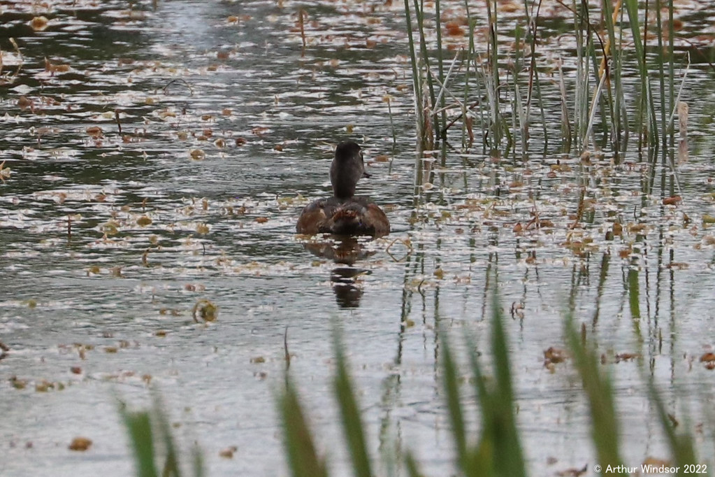 Duck | Winding Waters Natural Area, PBC, FL | Arthur Windsor | Flickr