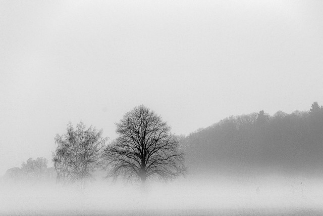 Two Trees in the Mist