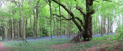 Bluebells in the woods.