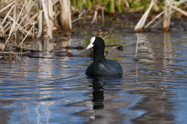 A Coot just gliding around.