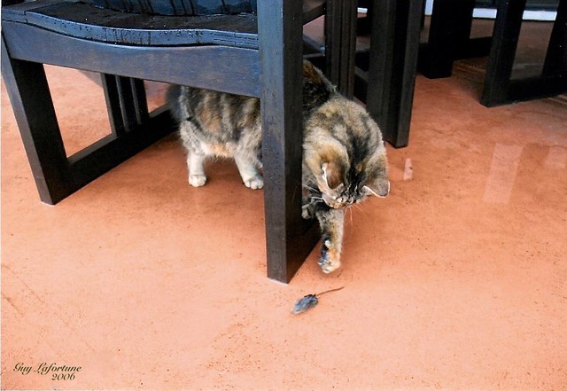 THIS CAT IS PLAYING UNDER the CHAIRS WITH THIS LIVING LITTLE MOUSE