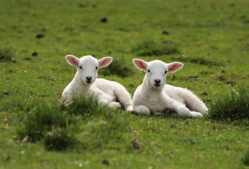 Lambs, Bredon Hill, Worcestershire