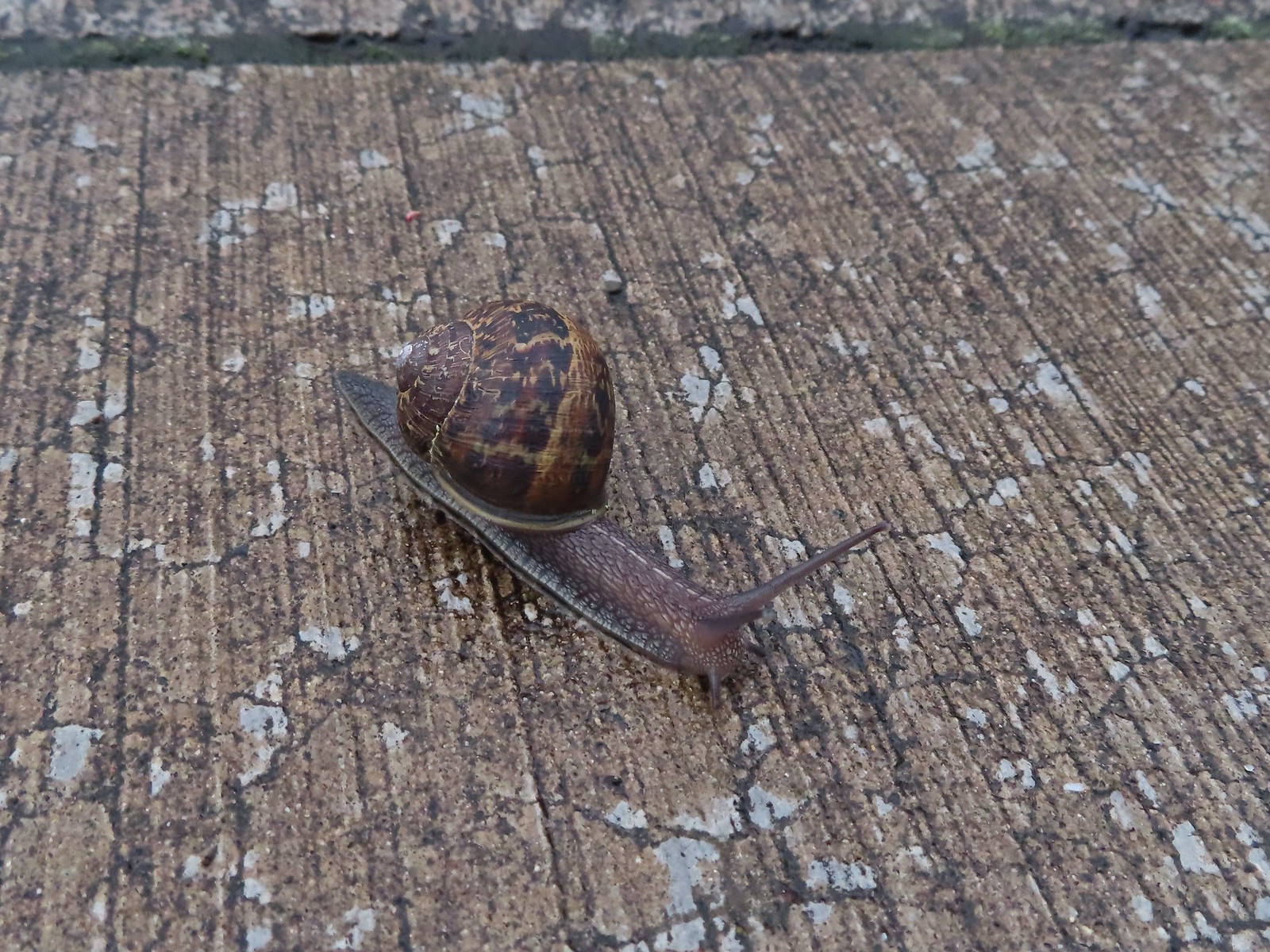 Snail on the Rock Creek Trail