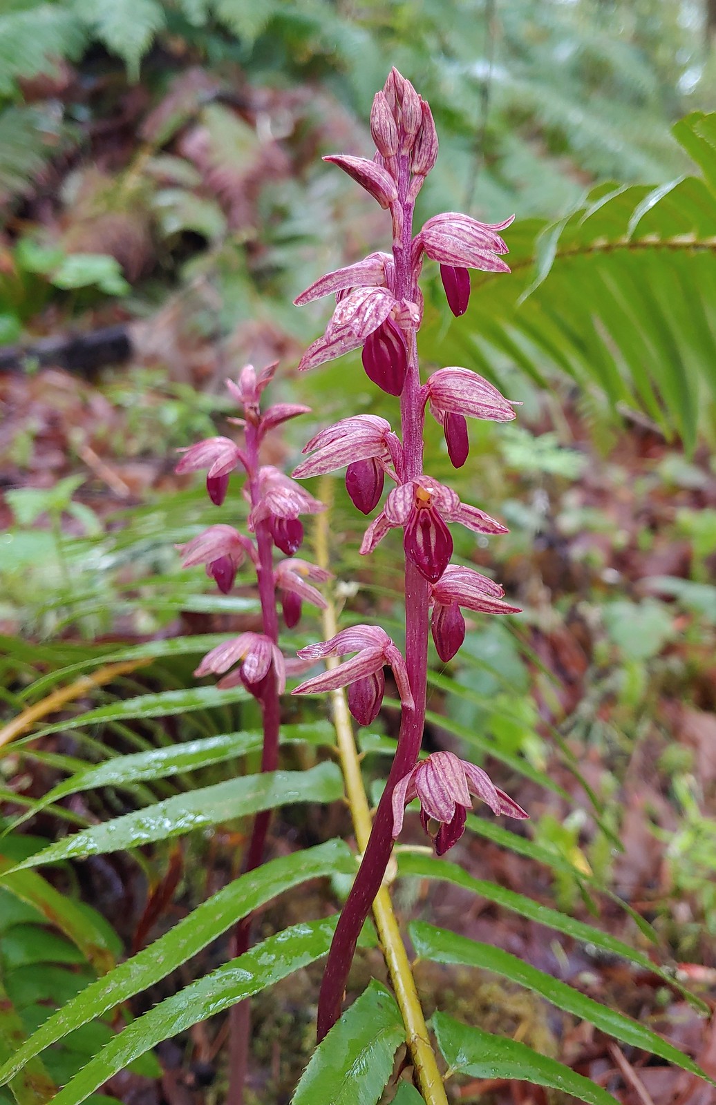 Striped coralroot