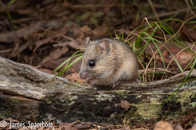New Holland Mouse (Pseudomys novaehollandiae)