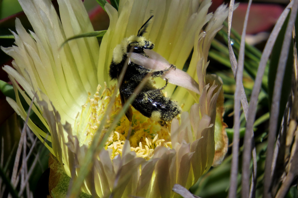 Yellow-faced Bumble Bee and the Sour Fig flower