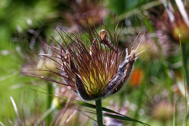 Pulsatilla, withered