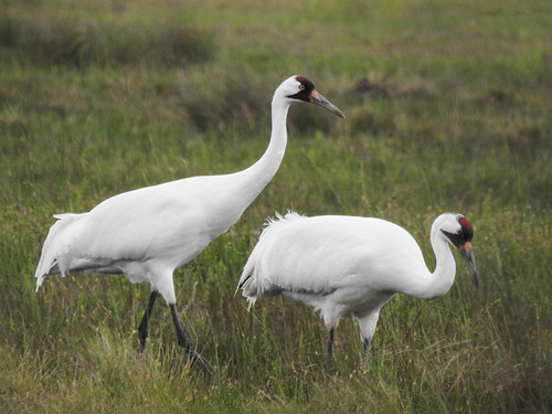 Whooping Cranes / Grus americana, South Texas, 20 March 2019 by annkelliott, A few more photos from my archives. This photo was taken on 20 March 2019 in South Texas.
"Da