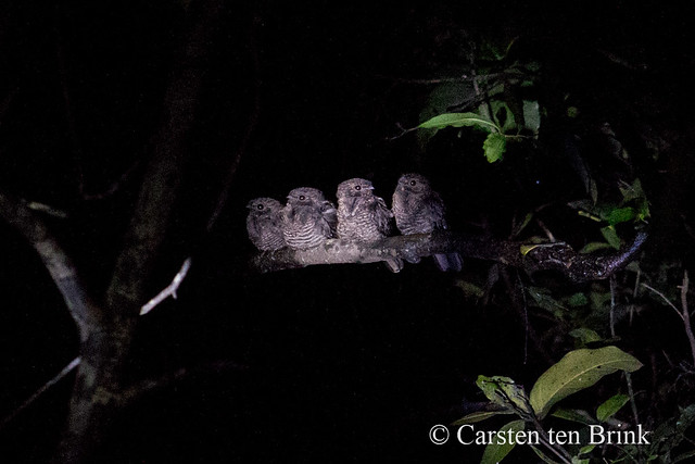 Amazon at night - four birds woken by our light.