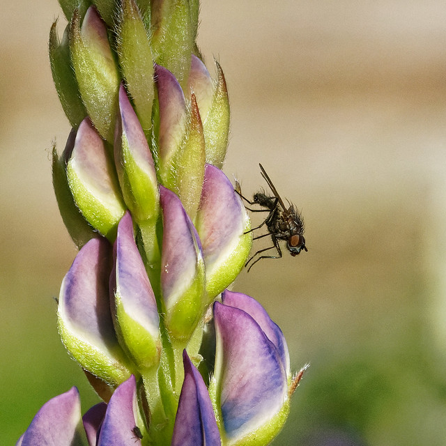 Fly on Lupine