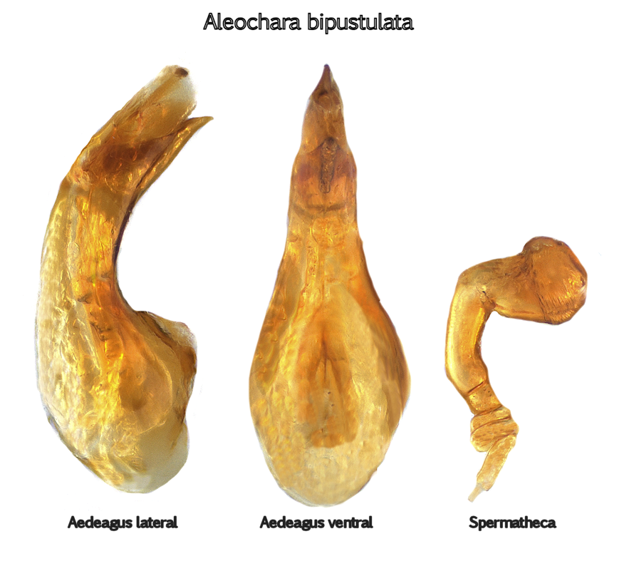 Aleochara bipustulata (Linnaeus, 1761) Genitals