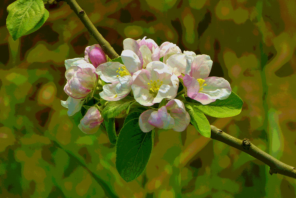 Apple Blossoms to the Max