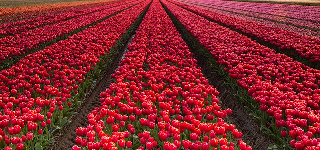Tulip agriculture