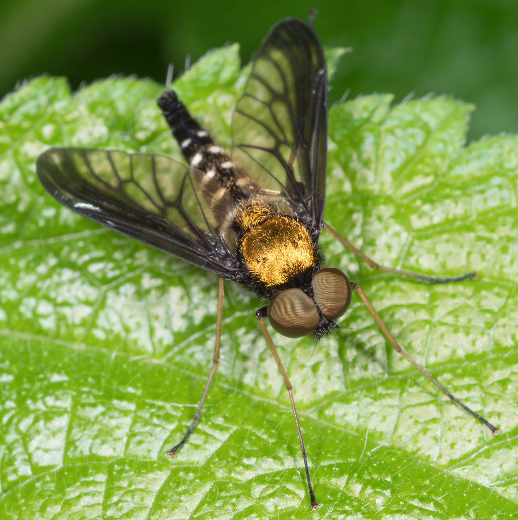 Golden-backed Snipe Fly (Chrysopilus thoracicus) | Patuxent … | Flickr