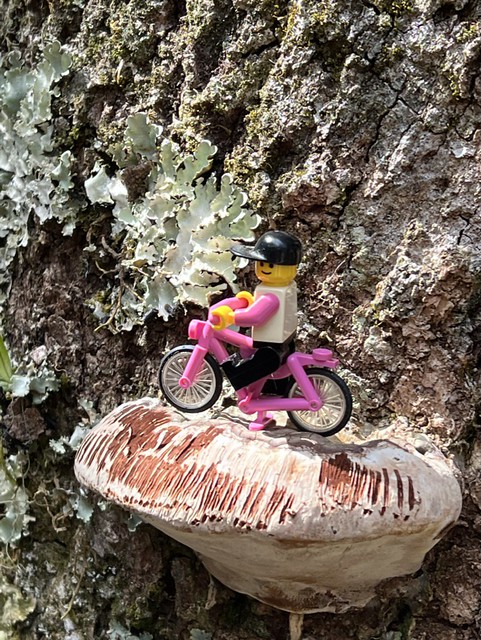 山中若有大蕈菇能乘載猴子，人稱猴板凳。這菇正巧能讓小粉紅在上面騎車，該稱什麼好呢？