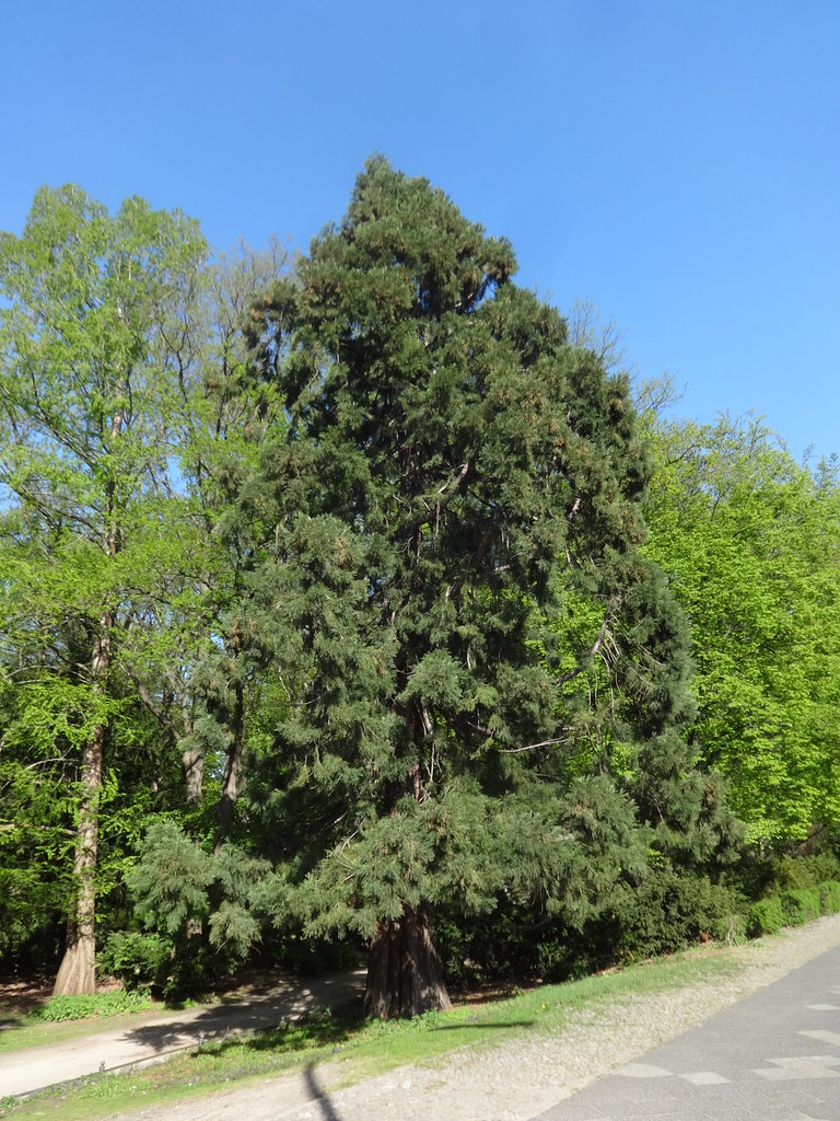 Urweltmammutbaum (metasequoia glyptostroboides) auch Chinesisches Rotholz oder Wassertanne genannt und Riesenmammutbaum (sequoiadendron giganteum) im Großen Tiergarten Altonaer Straße in 10557 Berlin-Tiergarten