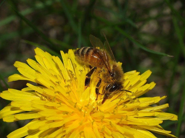 First SOOC 2022 Honey Bee Taken on May 8, 2022 B DSCF3932
