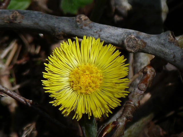 P1390721  Coltsfoot