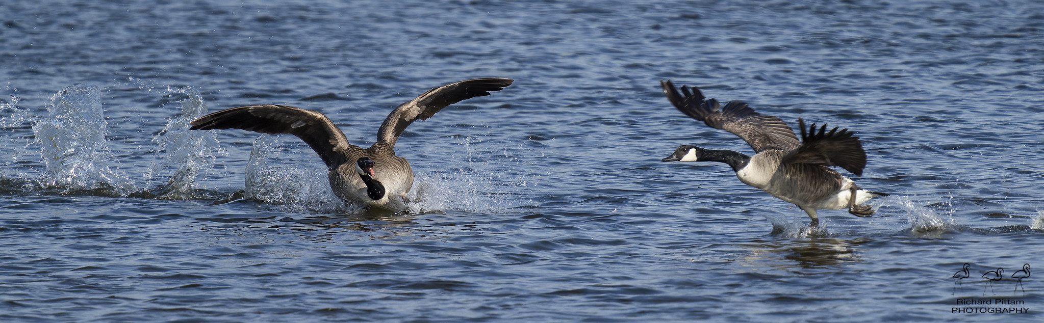 Canada Geese scrapping