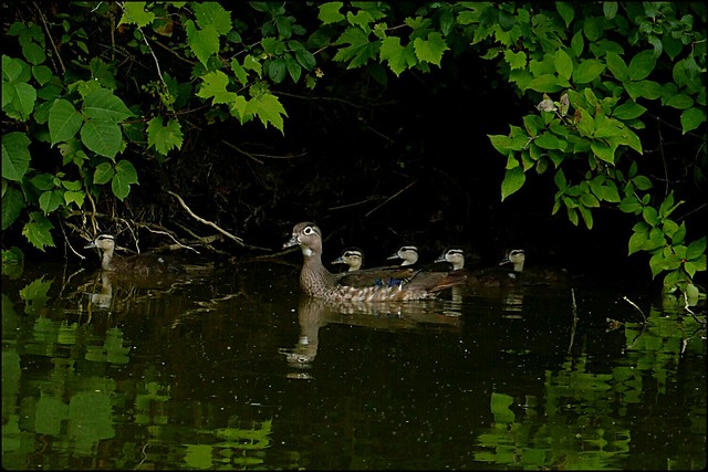 Mother Wood Duck And Kids