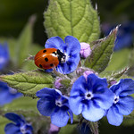 7 spot ladybird