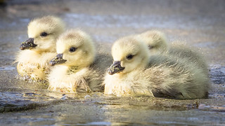 Goslings