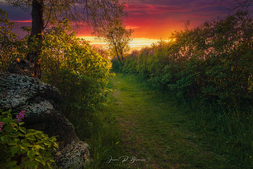 Paseo de las Lilas |Villaviudas | Palencia | 2022 by Juan Blanco Photography, villaviudas paseodelaslilas pueblos lilas palencia españa castillayleón provinciadepalencia sunset r
