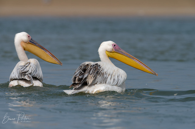 White Pelican, Pélican blanc (Pelecanus onocrotalus) - Parc National de la Langue de Barbarie, SENEGAL