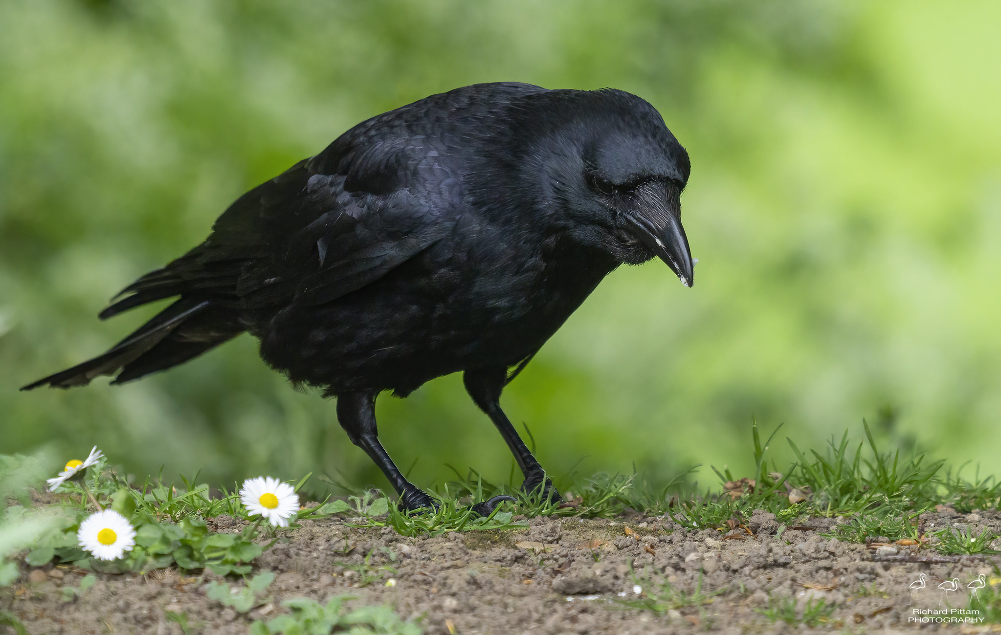 Carrion Crow - 10,000 ISO